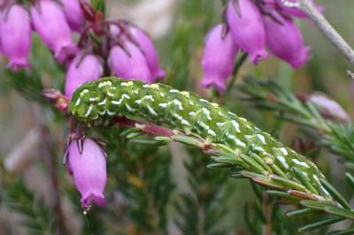 Anarta myrtilli