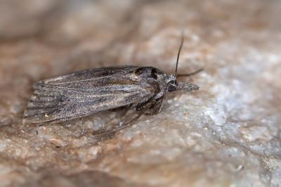 Megasis rippertella