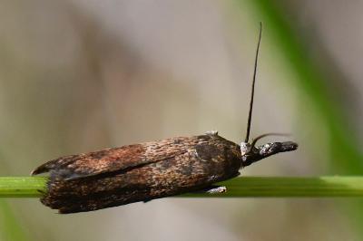 Hypochalcia ahenella