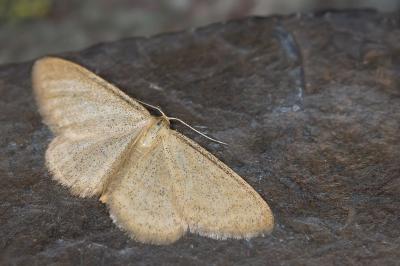 Idaea pallidata