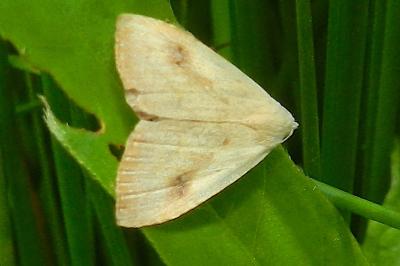 Rivula sericealis