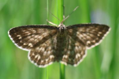 Scopula tessellaria