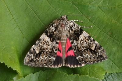 Catocala promissa