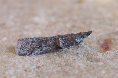 Acrobasis obliqua
