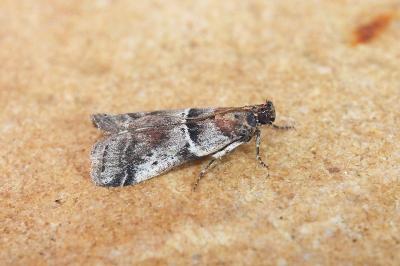 Alophia combustella