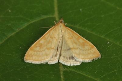 Sitochroa verticalis