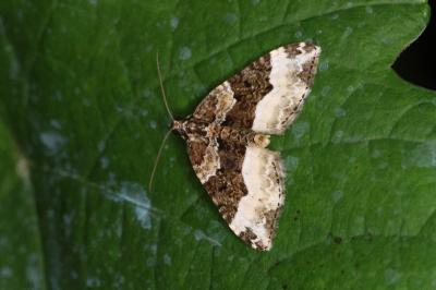 Euphyia unangulata