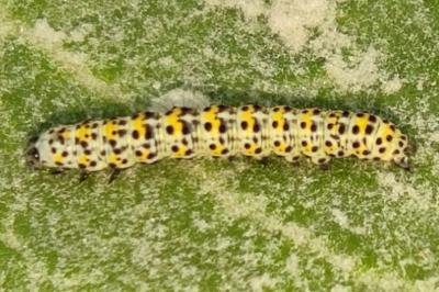 Cucullia verbasci