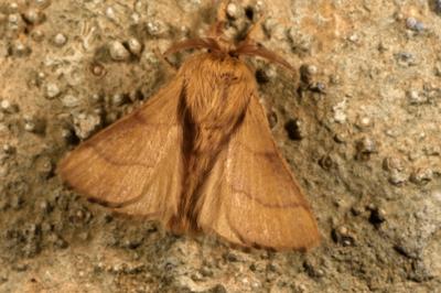 Malacosoma neustria