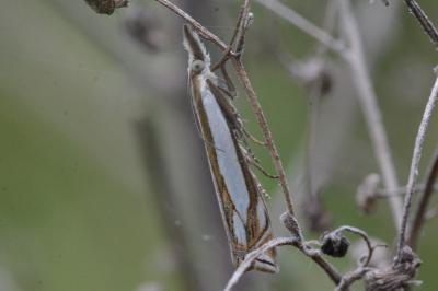 Crambus pascuella