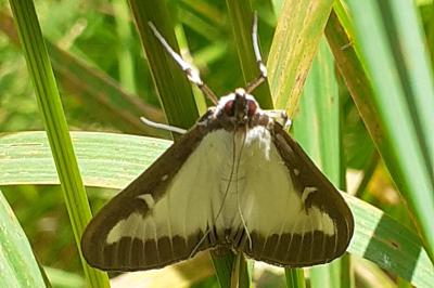 Cydalima perspectalis
