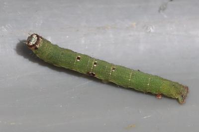Ligdia adustata