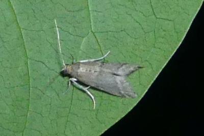 Eccopisa effractella