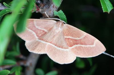 Hylaea fasciaria