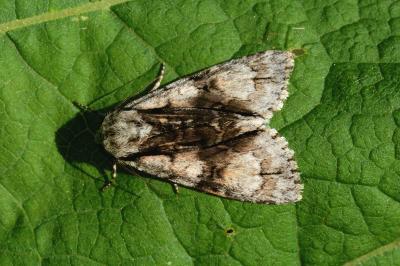 Acronicta alni