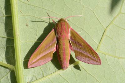 Deilephila elpenor