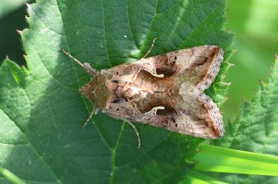 Autographa gamma