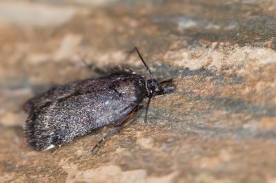 Asarta aethiopella