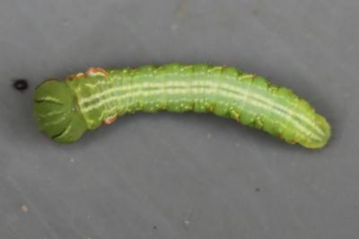 Peridea anceps