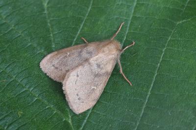 Ocneria rubea