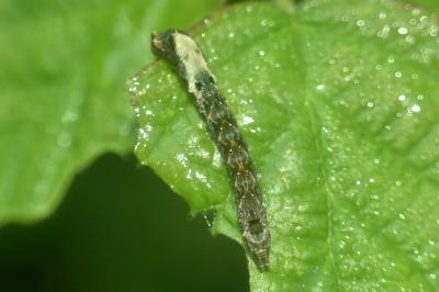 Thyatira batis