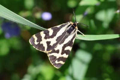 Arctia plantaginis