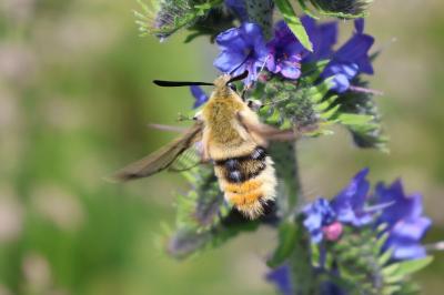 Hemaris tityus