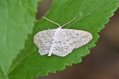 Idaea seriata