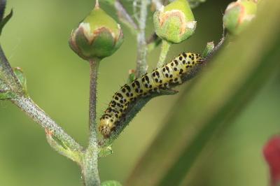 Cucullia scrophulariae