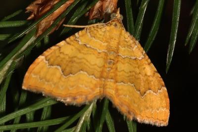 Camptogramma bilineata