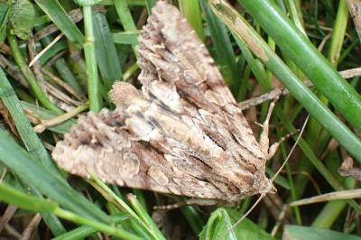 Apamea syriaca