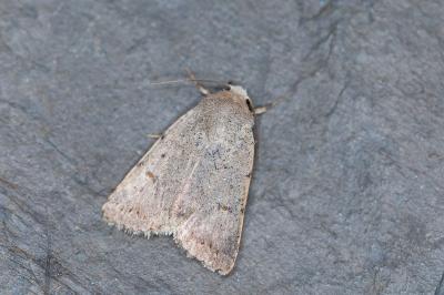 Caradrina aspersa