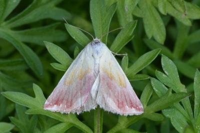 Eublemma purpurina