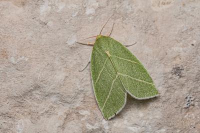 Bena bicolorana