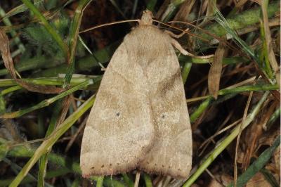 Cosmia trapezina