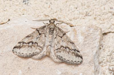 Tephronia lhommaria