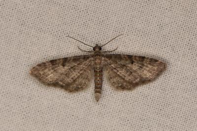 Eupithecia orphnata
