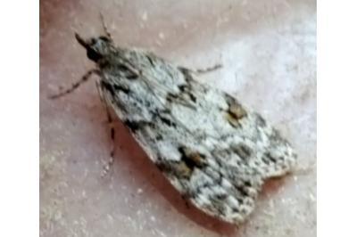 Scoparia ambigualis