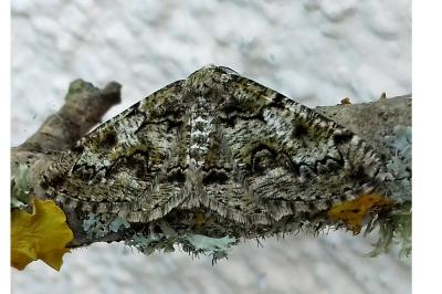 Cleorodes lichenaria