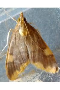 Circobotys butleri