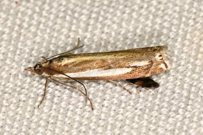Crambus ericella