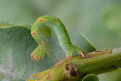 Cyclophora punctaria