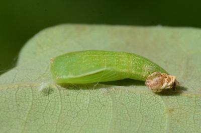 Cyclophora punctaria