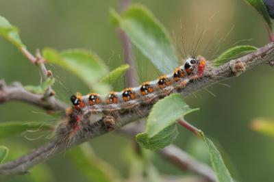 Acronicta tridens