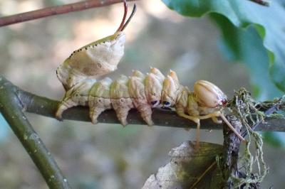 Stauropus fagi