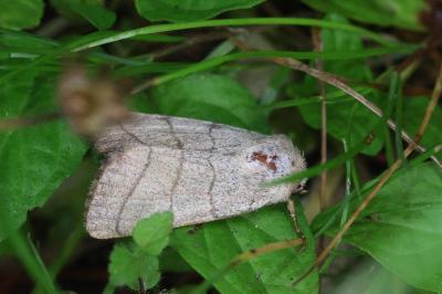 Charanyca trigrammica