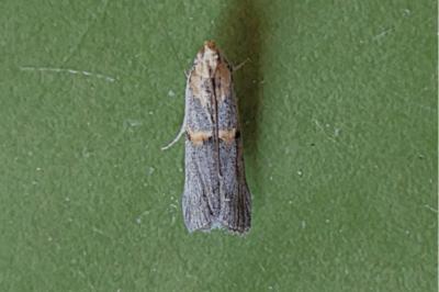 Oxybia transversella