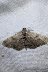 <i>Peribatodes</i>