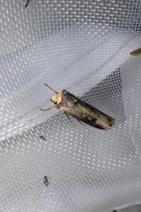 <i>Axylia putris</i>