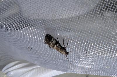 <i>Assara terebrella</i>